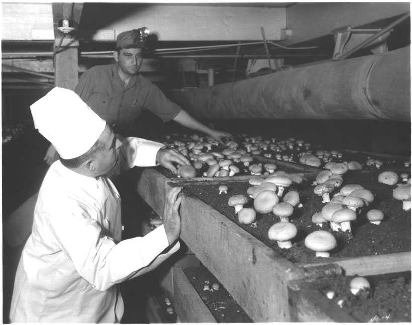 Chef-Boyardee-Ingredients-Mushroom-Plant.jpg